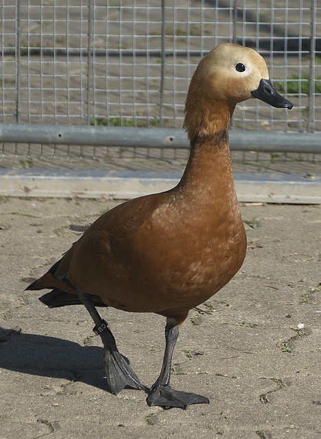 在孔帕尼幽